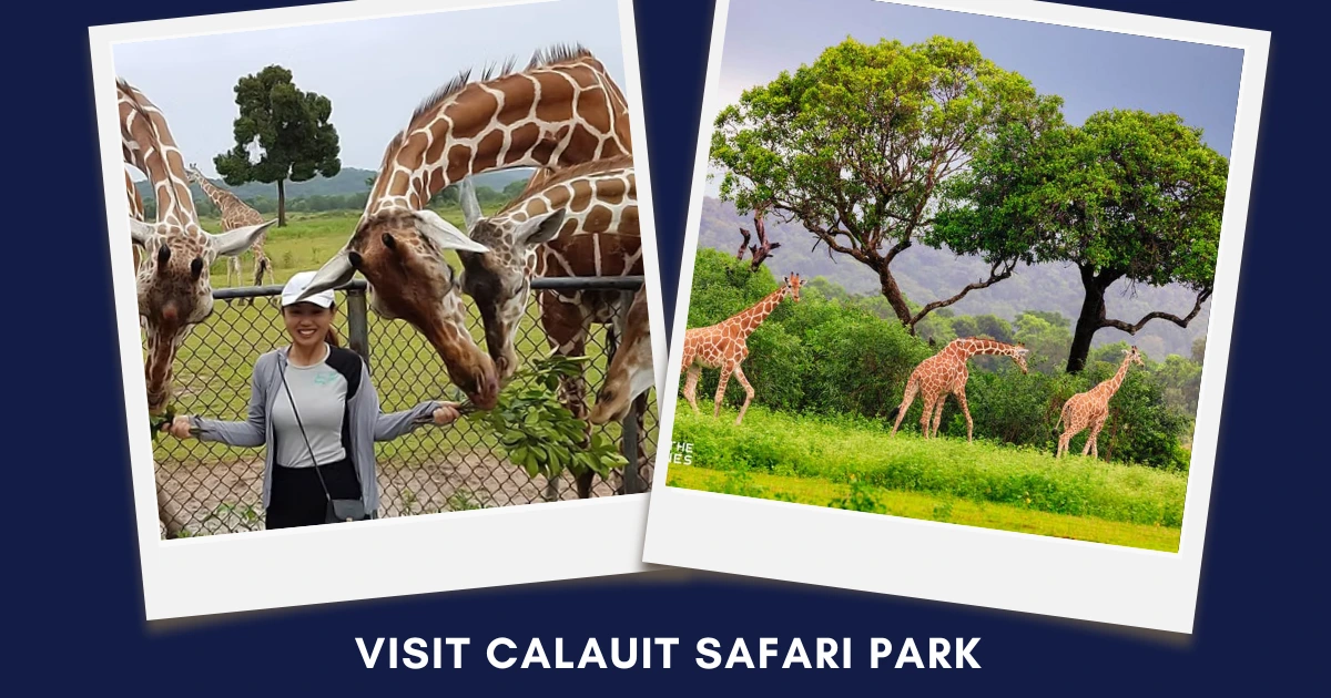 Polaroid-style collage of a woman feeding giraffes and giraffes roaming in a green landscape