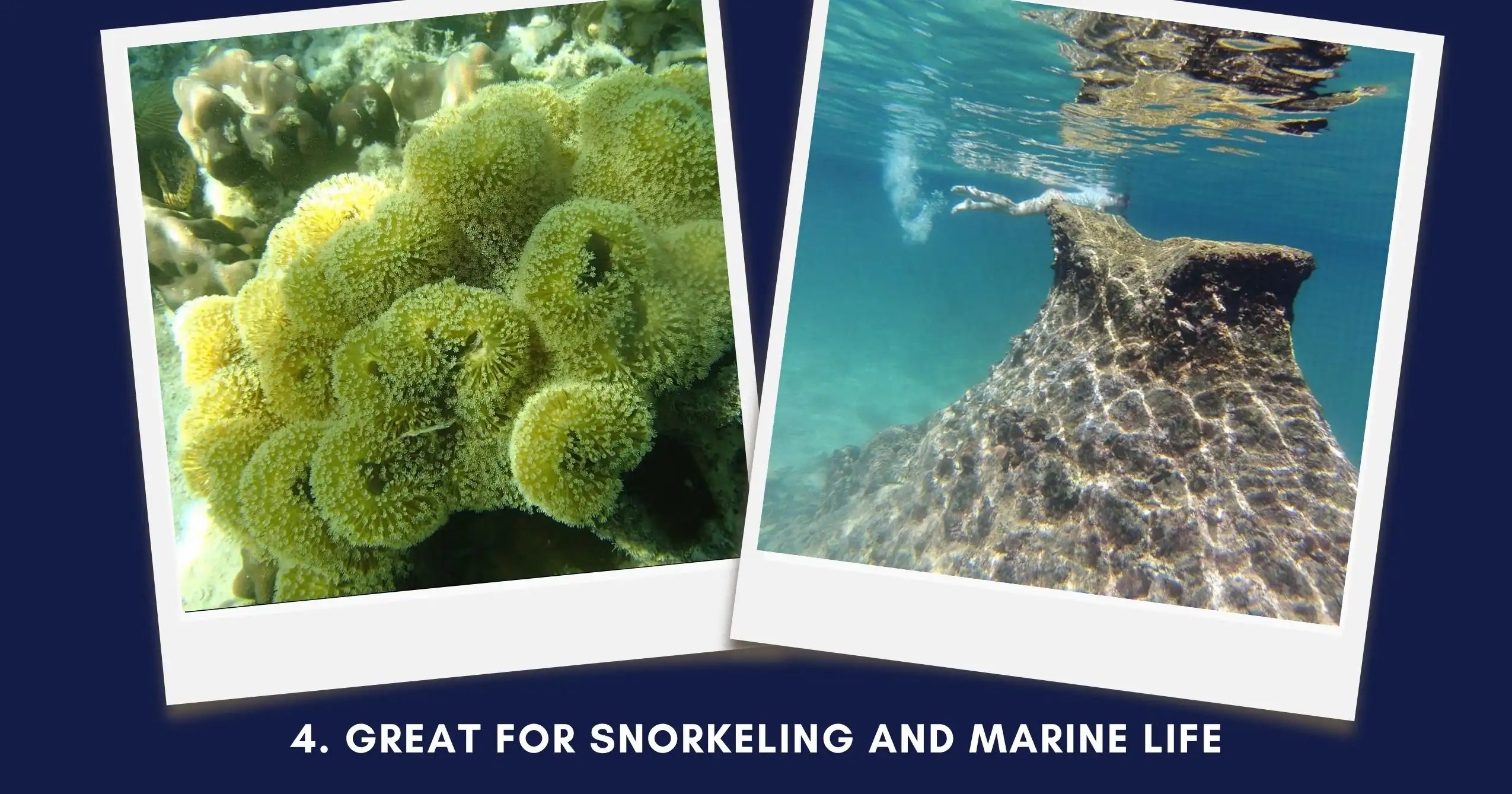 Great for Snorkeling and Marine Life